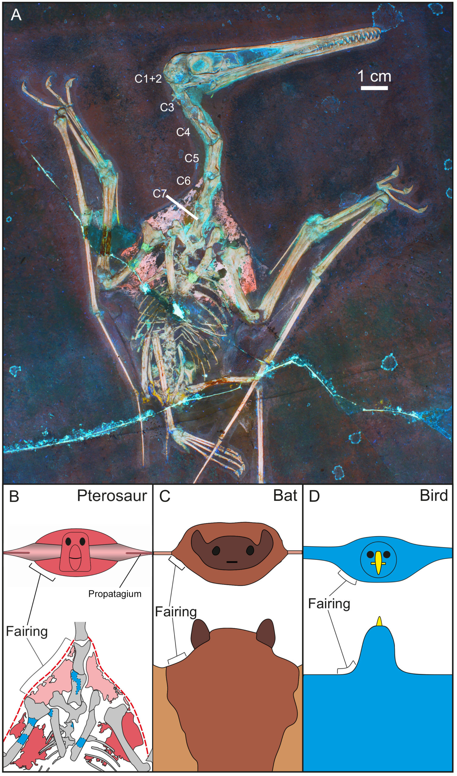 Possible brooding of pterosaur parents